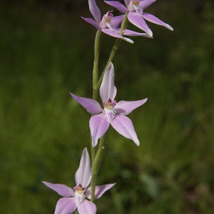 Caladenia latifolia